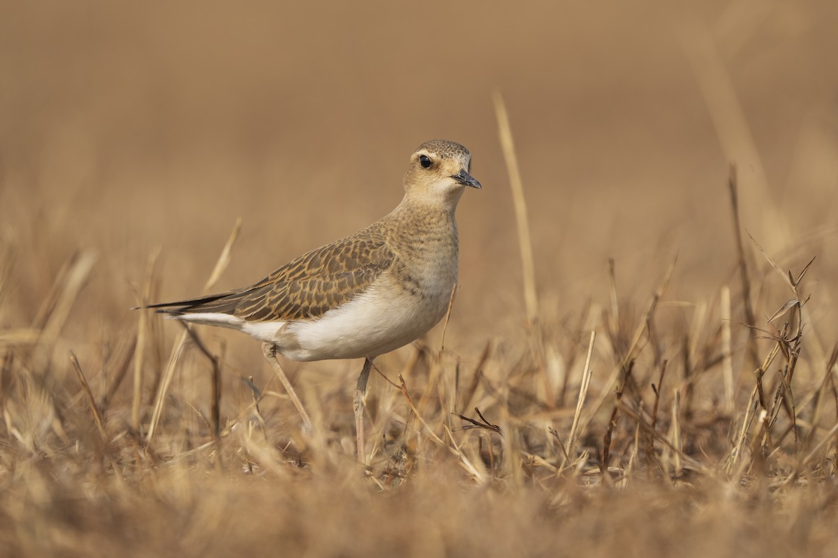 Oriental Plover - ML645131814