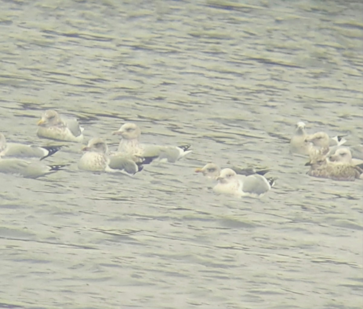 European Herring x Lesser Black-backed Gull (hybrid) - ML645131816
