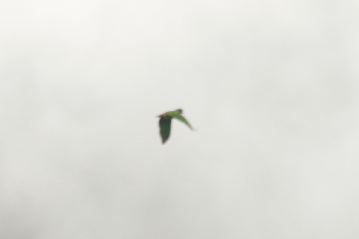 Scaly-naped Amazon - ML645131825