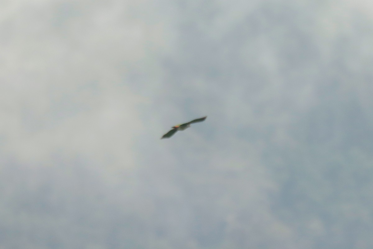 Scaly-naped Amazon - ML645131826