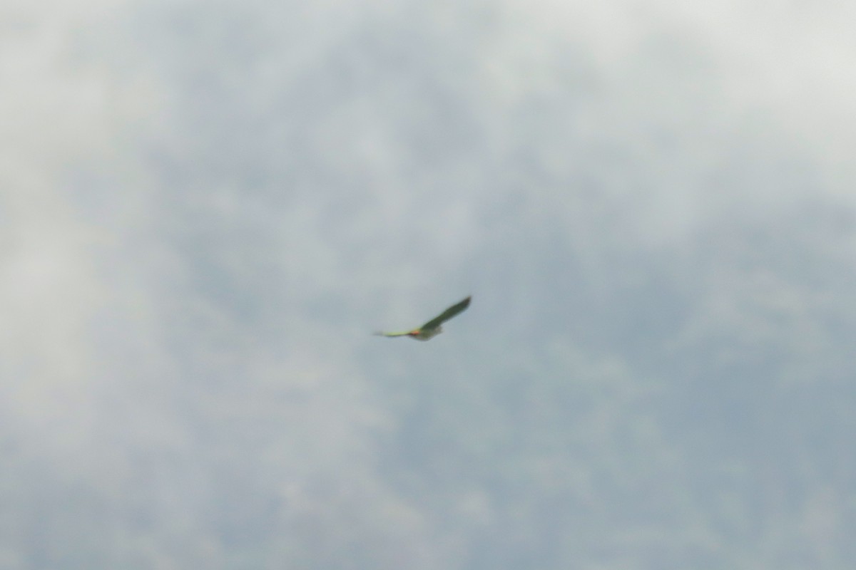 Scaly-naped Amazon - ML645131827