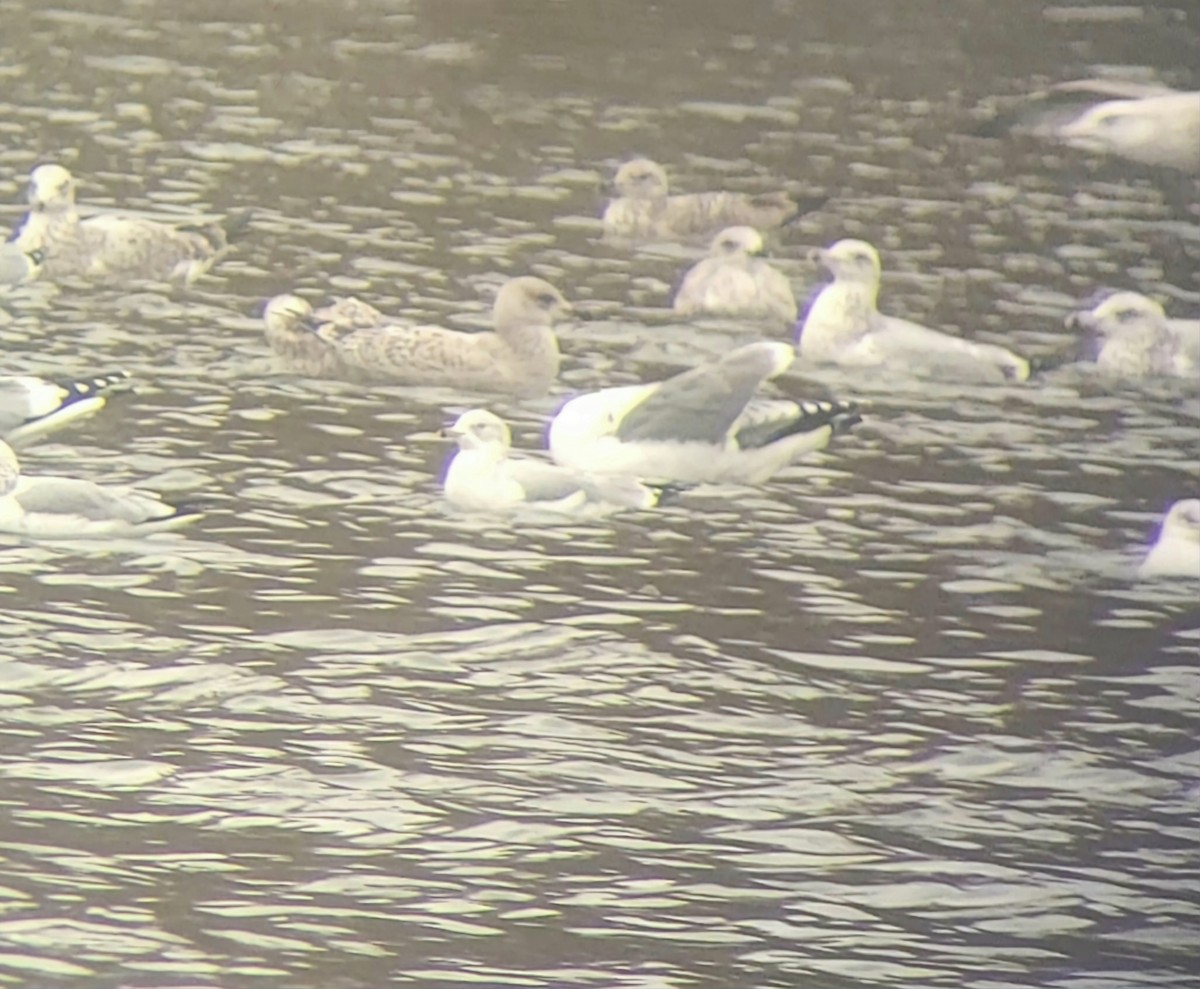 European Herring x Lesser Black-backed Gull (hybrid) - ML645131837