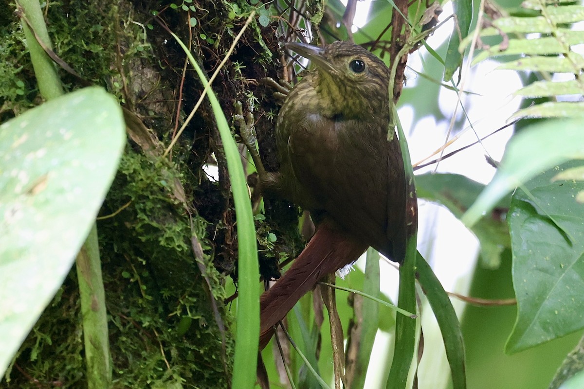 Western Woodhaunter - ML645131842