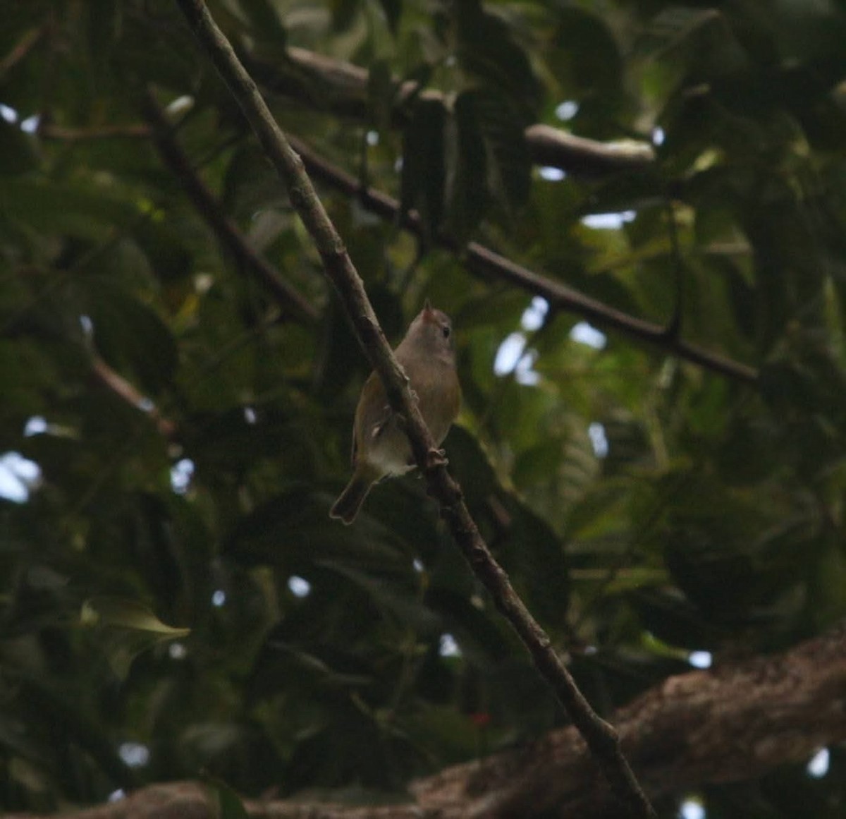 Lesser Greenlet - ML645131847