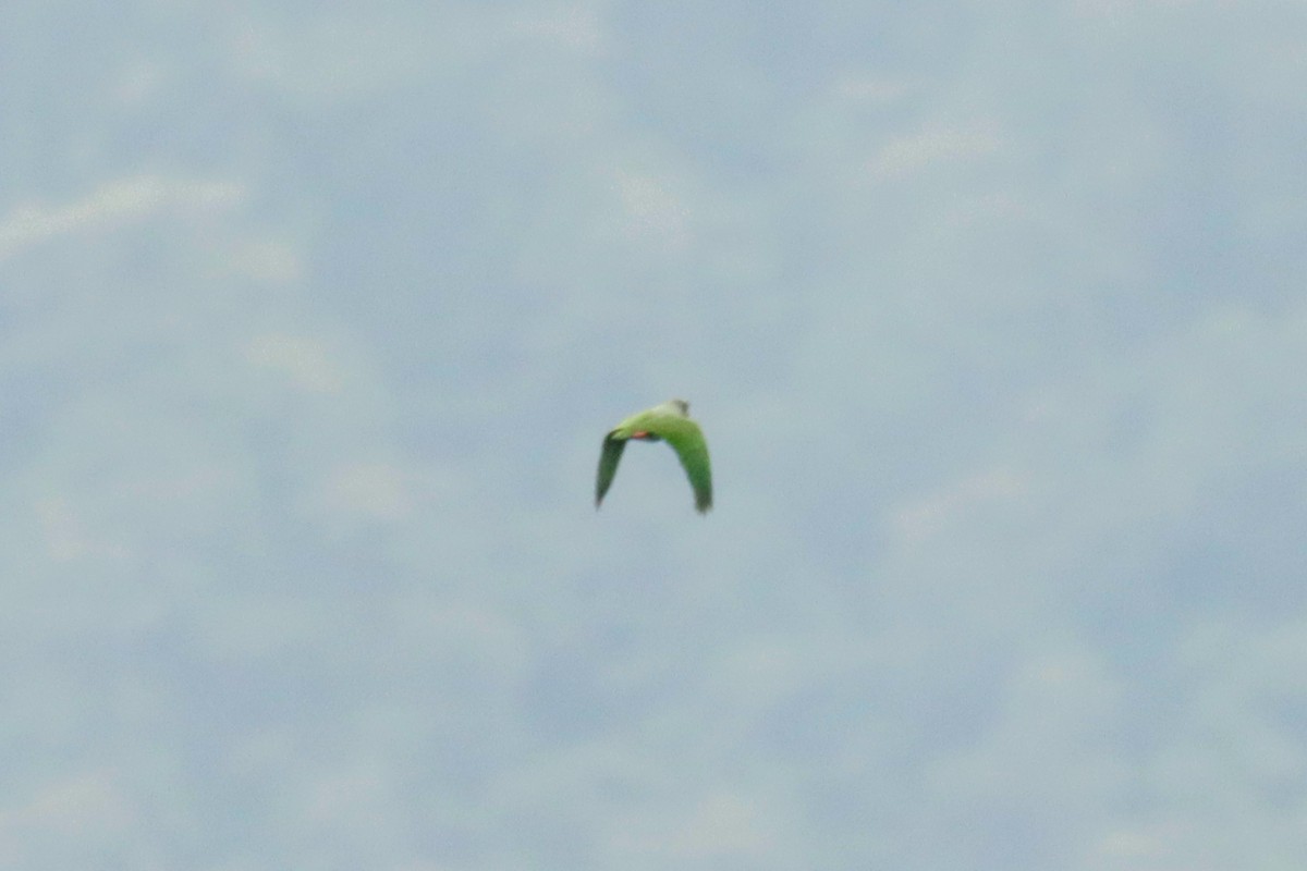 Scaly-naped Amazon - ML645131855