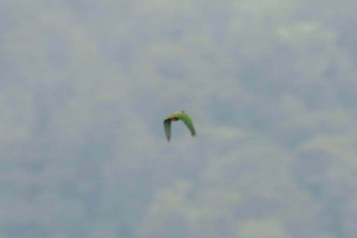 Scaly-naped Amazon - ML645131856