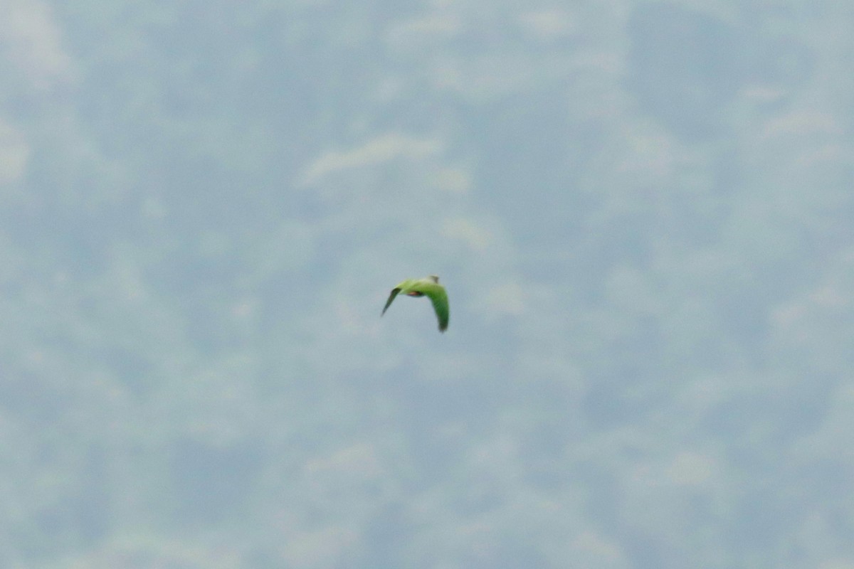 Scaly-naped Amazon - ML645131857