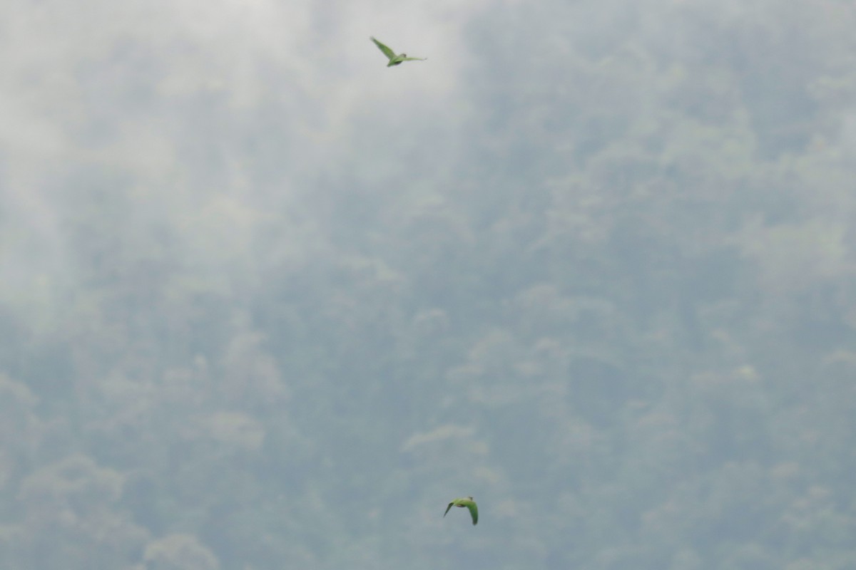 Scaly-naped Amazon - ML645131858