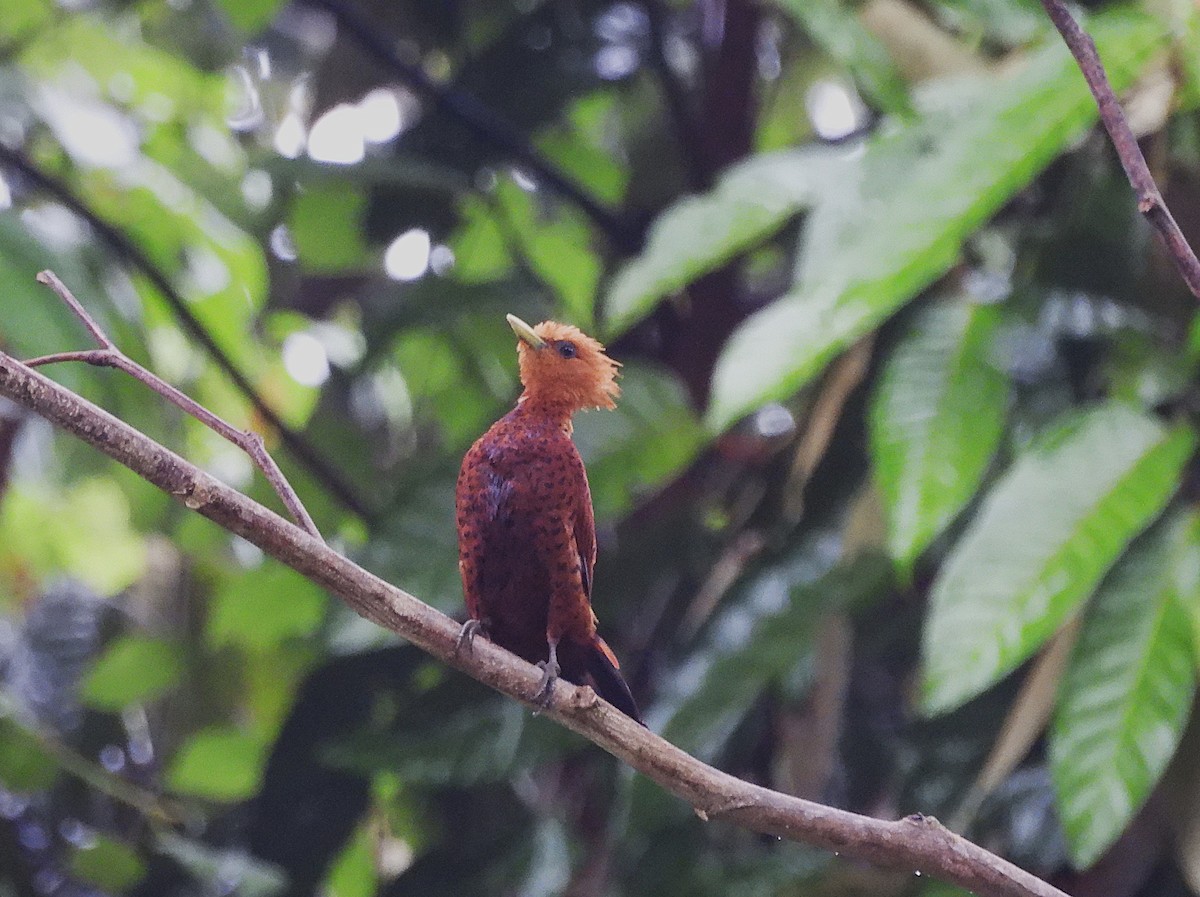 Ятла вохристоголова - ML645131860