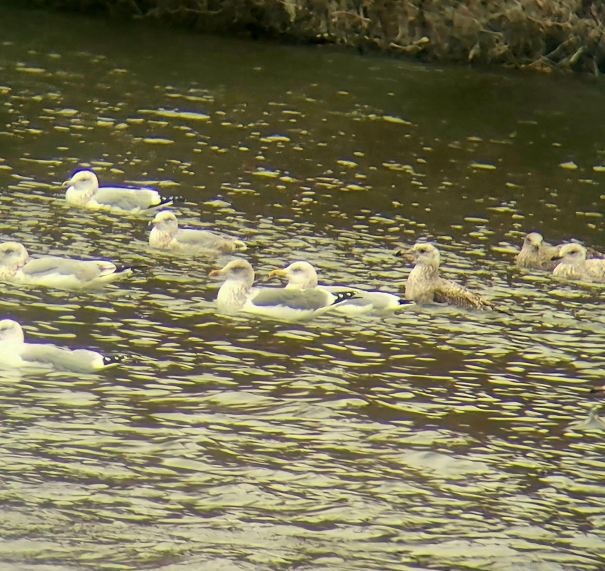 European Herring x Lesser Black-backed Gull (hybrid) - ML645131861