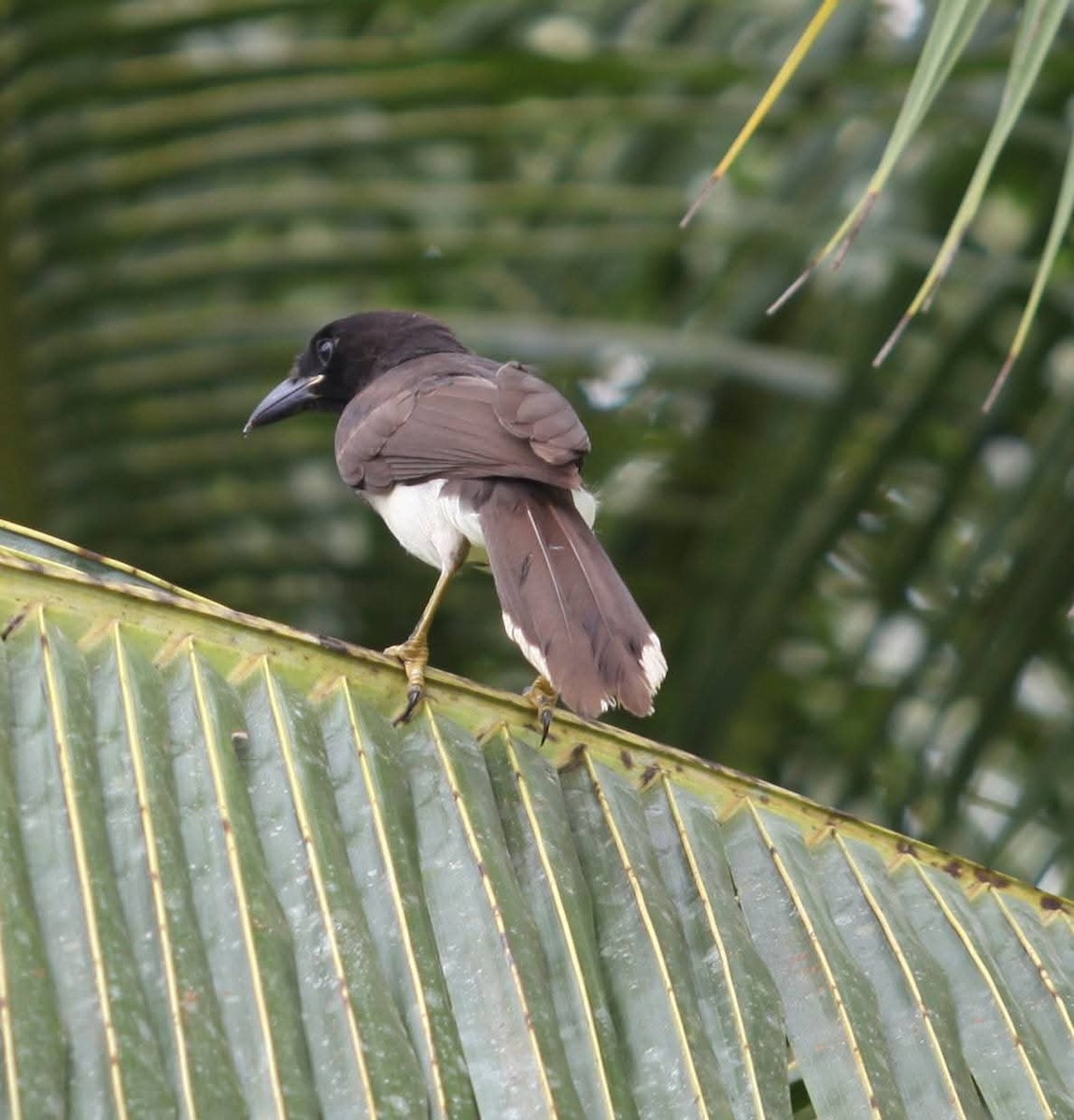 sojka hnědá - ML645131864