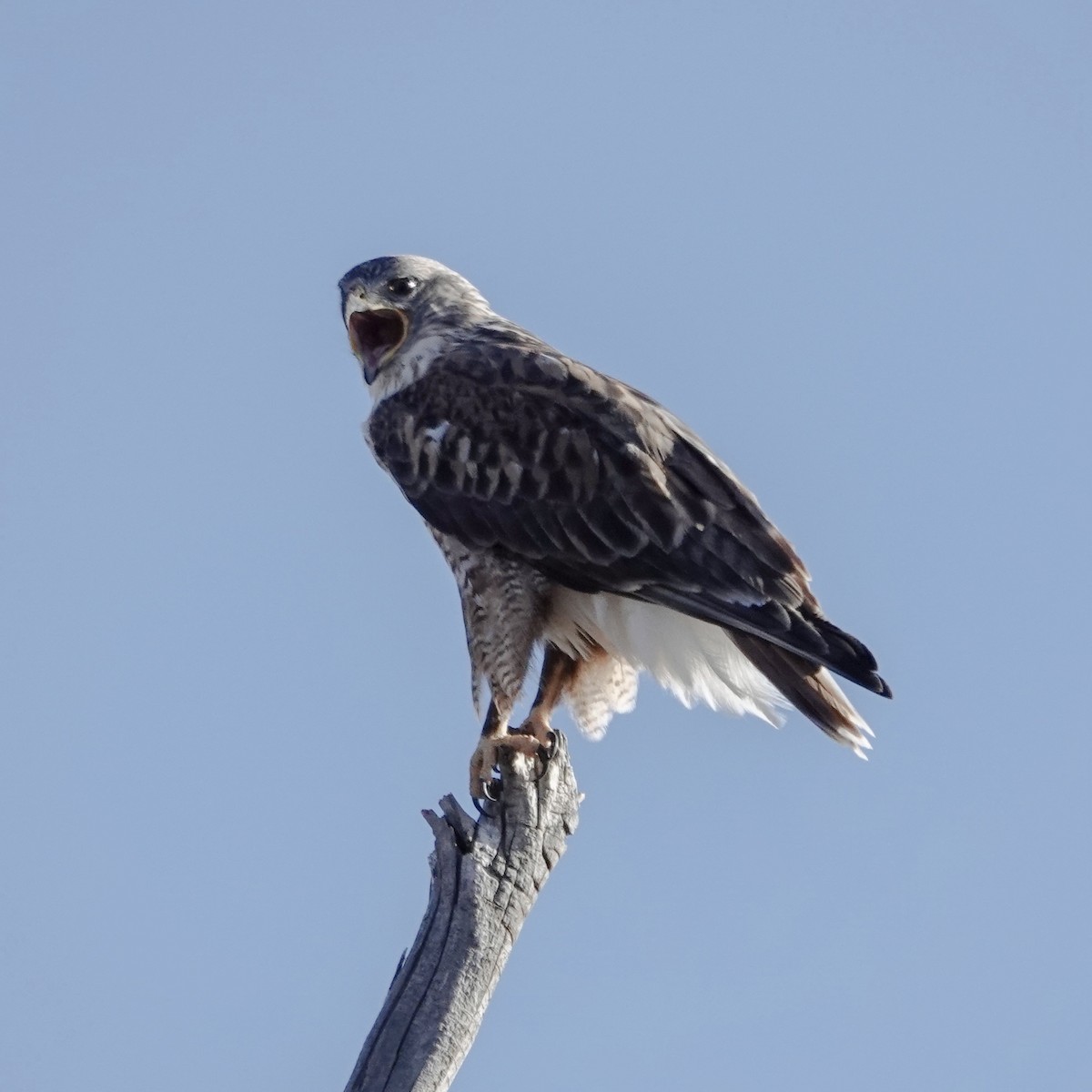 Ferruginous Hawk - ML645131865