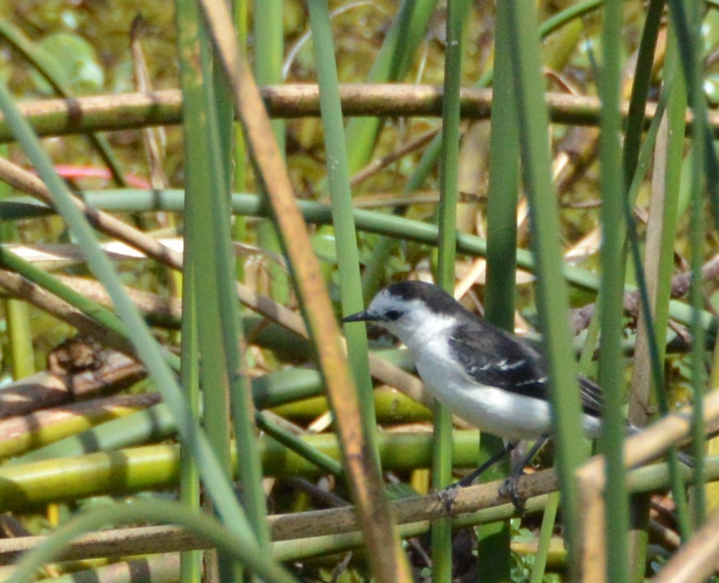 セグロコマダラタイランチョウ - ML645131868