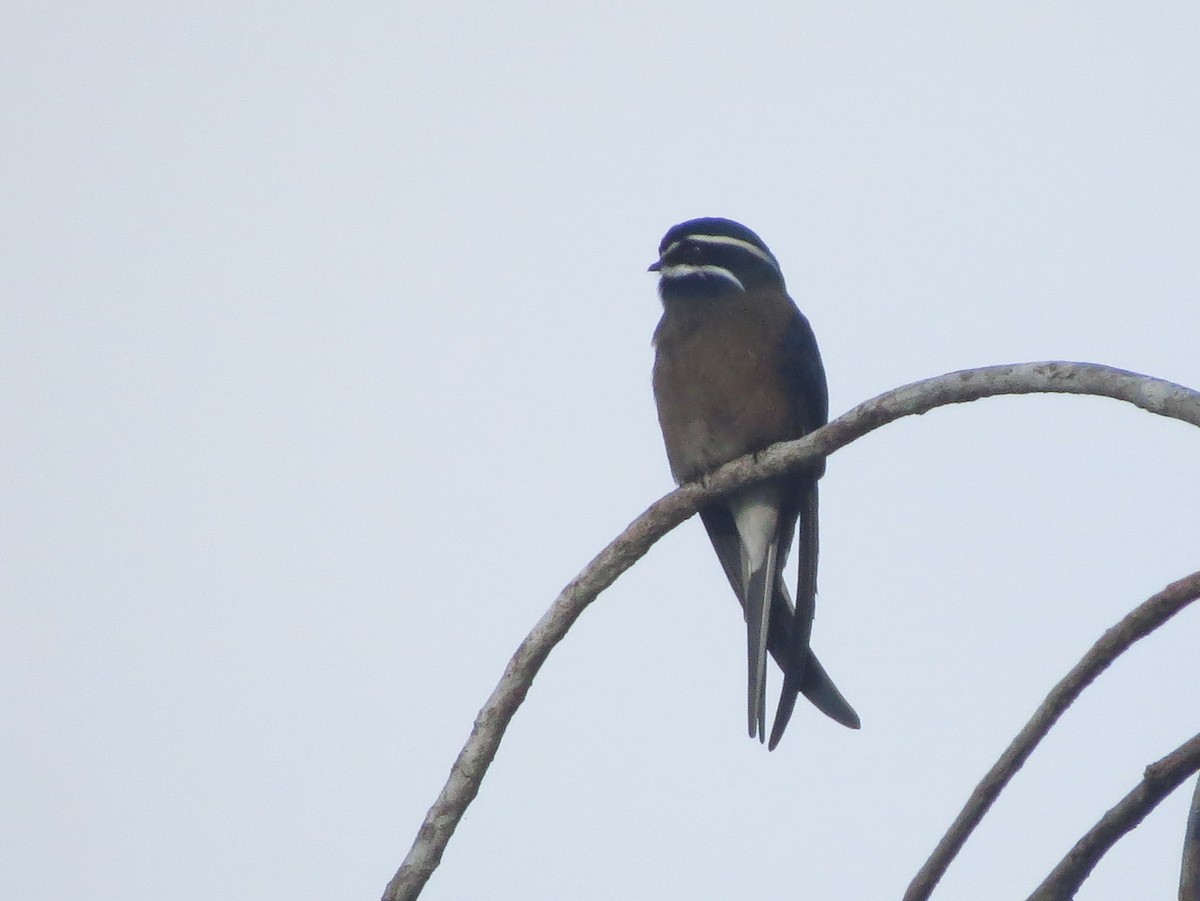 Whiskered Treeswift - ML645131875