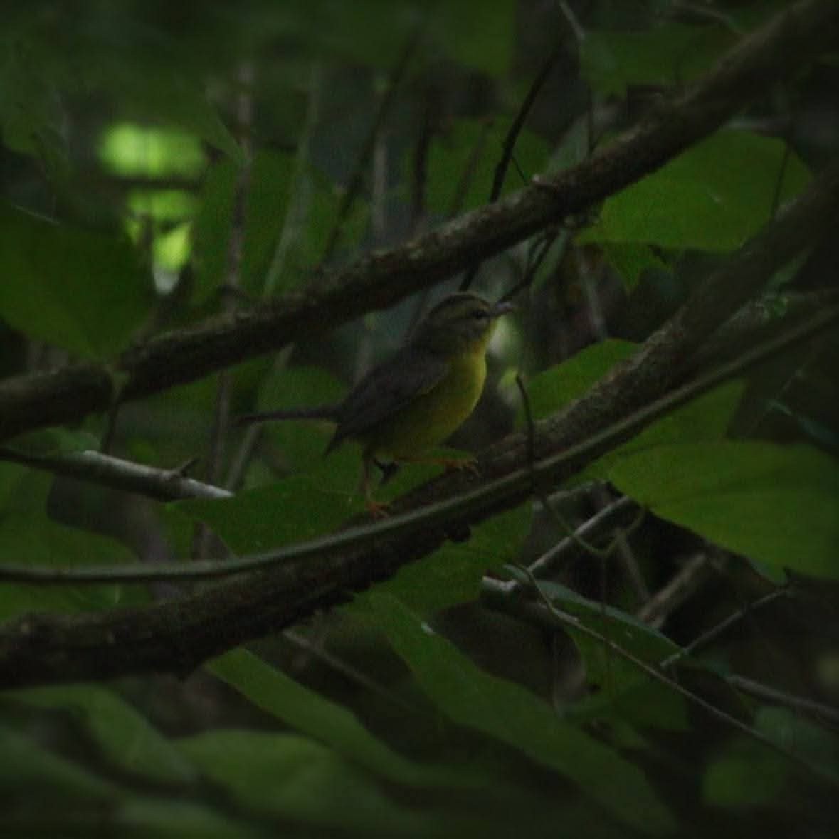 Golden-crowned Warbler - ML645131898
