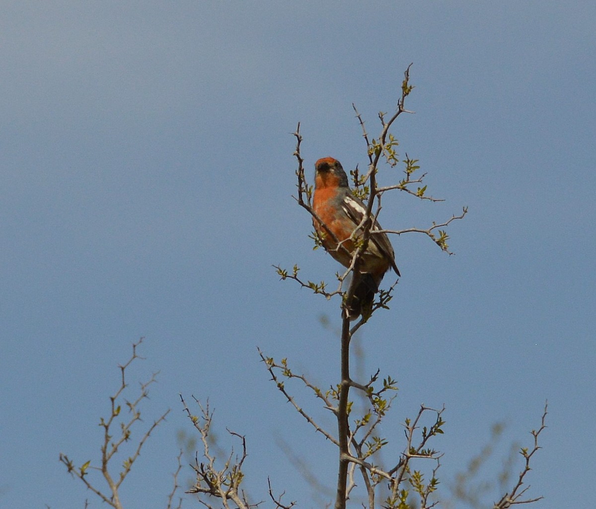 Rara du Paraguay - ML645131912