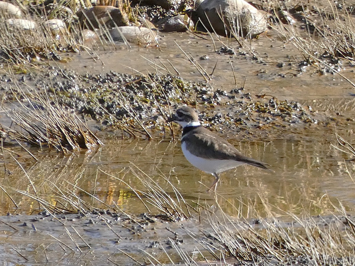 Killdeer - ML645131942