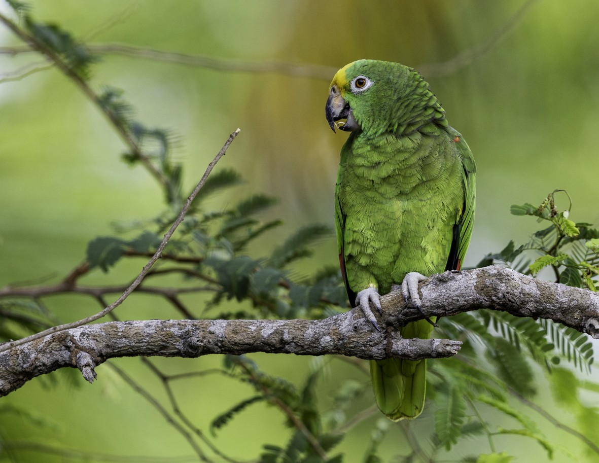 Yellow-crowned Amazon - ML645131955