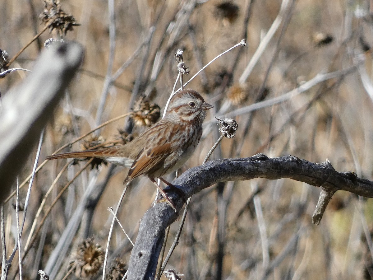 Song Sparrow - ML645131969