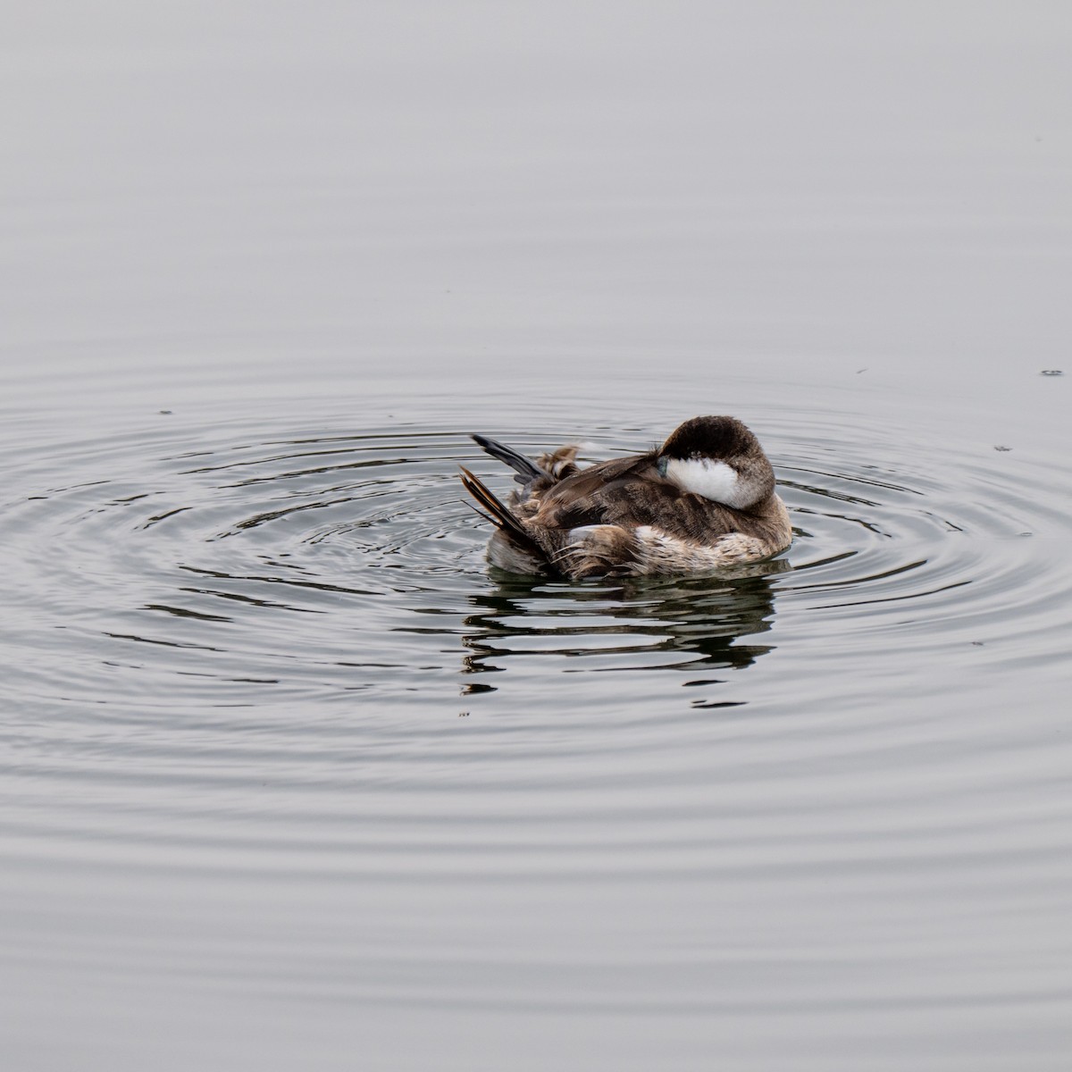 Савка американська - ML645131975