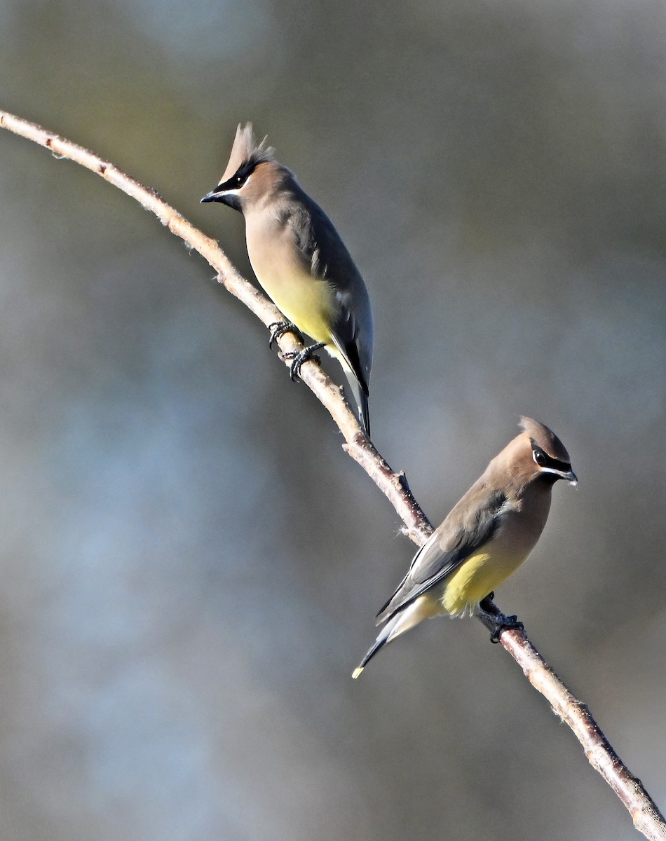 brkoslav americký - ML645131979