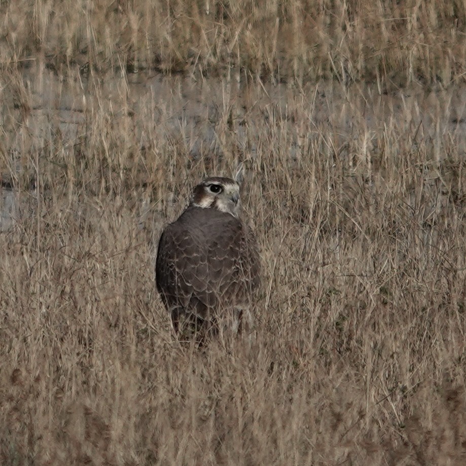 Prairie Falcon - ML645131984