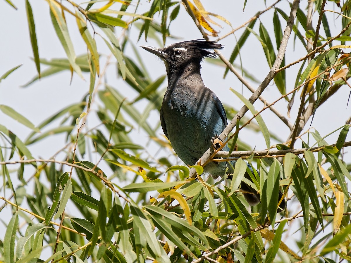 Steller's Jay - ML645131986