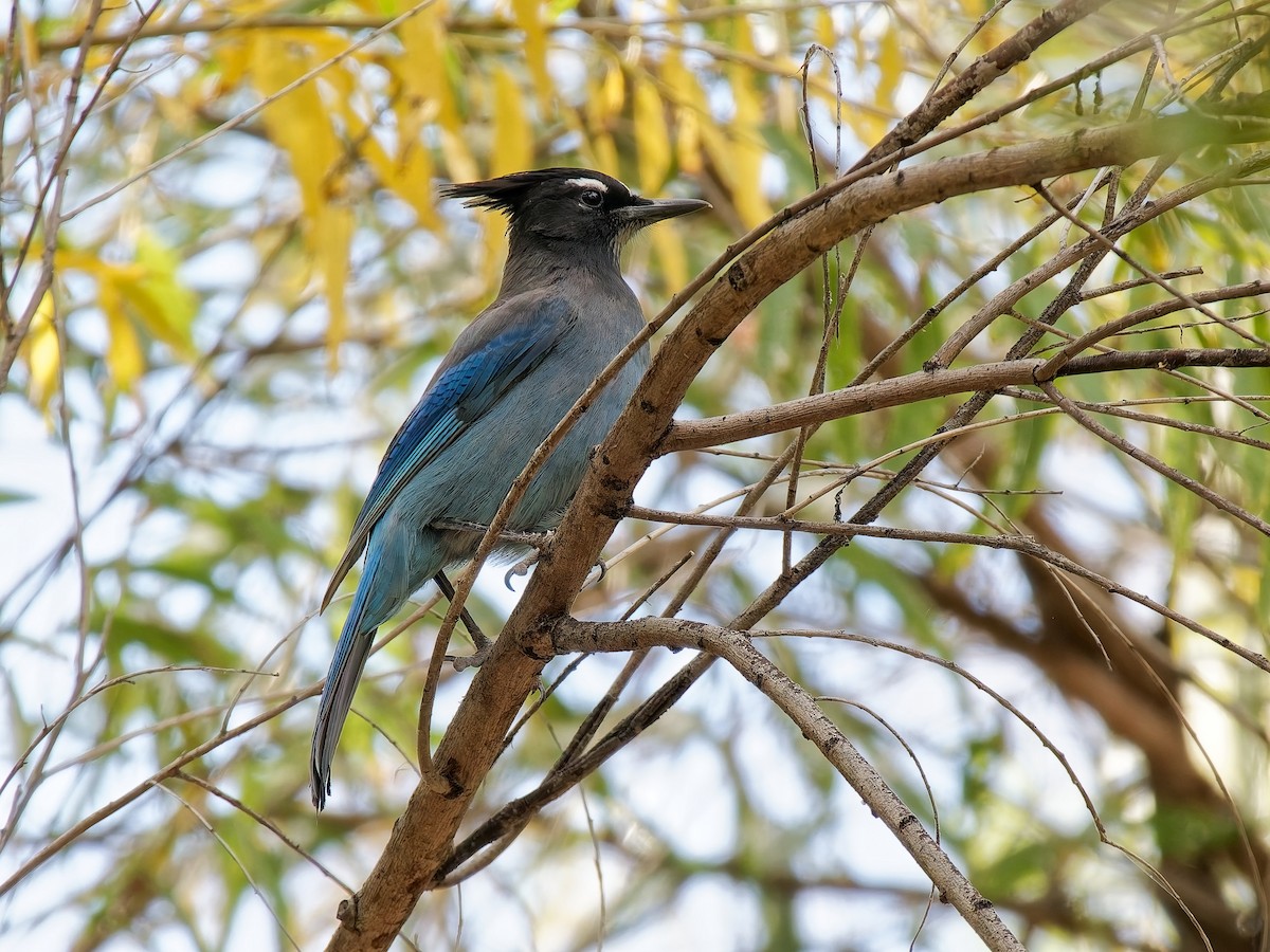 Steller's Jay - ML645131987