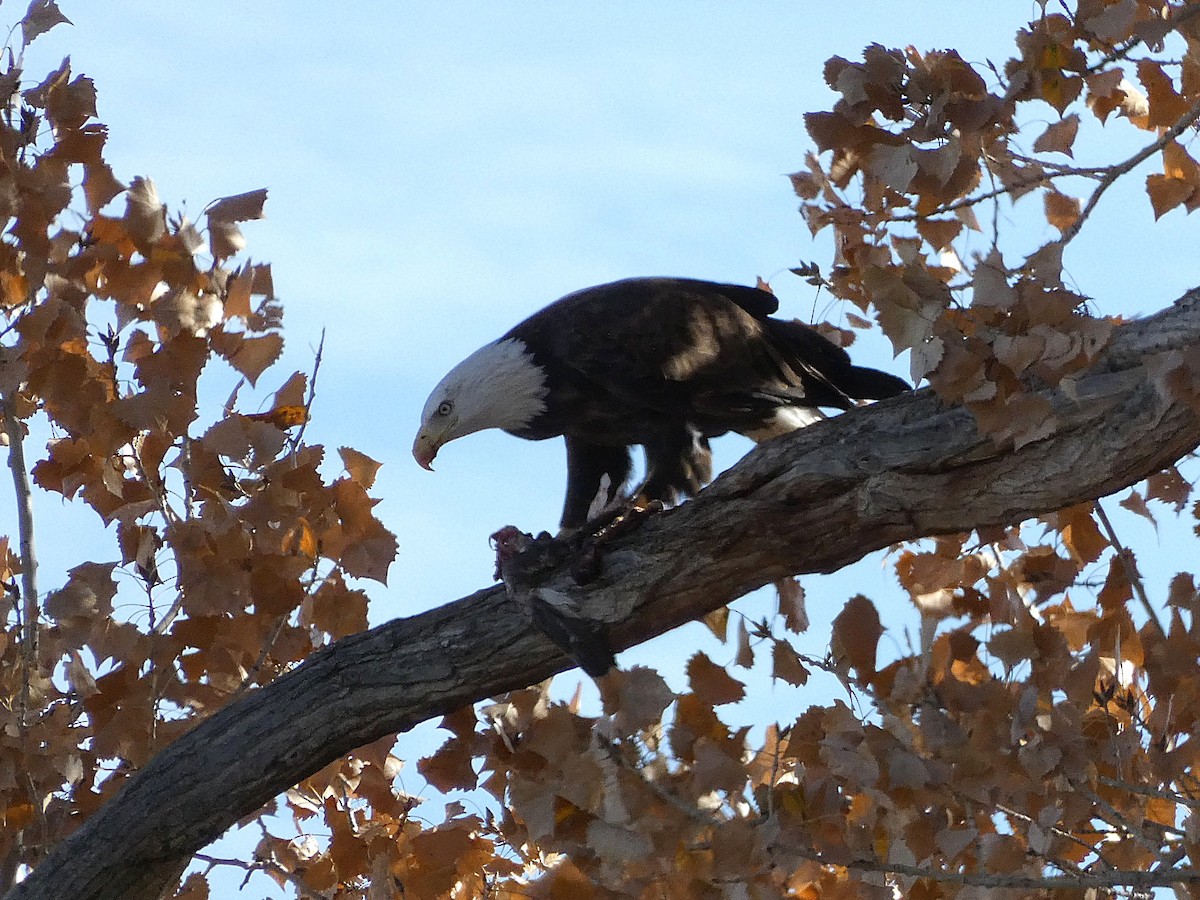 Bald Eagle - ML645131988