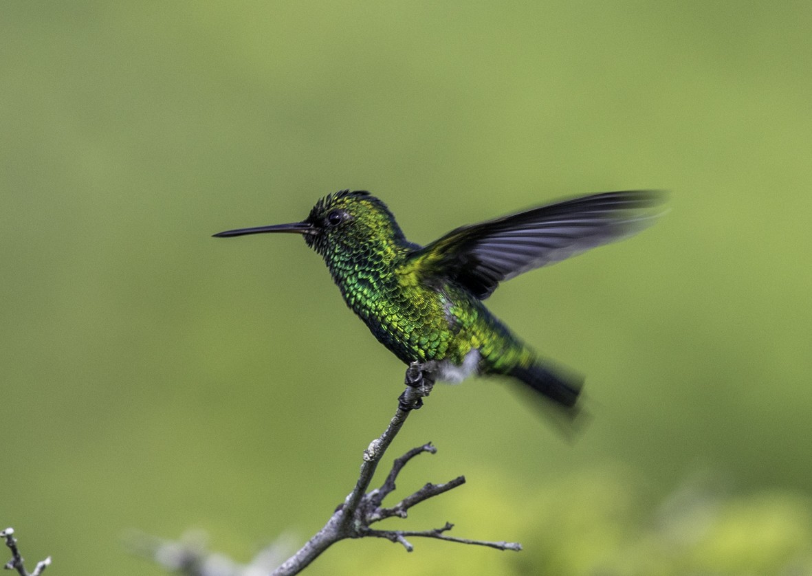 Красноклювый изумруд - ML645131989