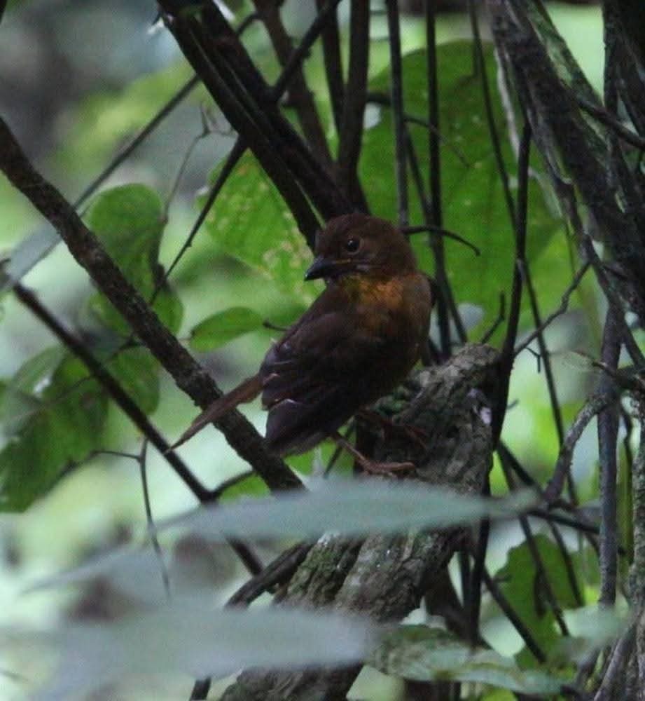 Red-throated Ant-Tanager - ML645132000
