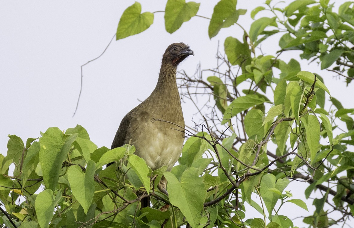 Chestnut-winged Chachalaca - ML645132007