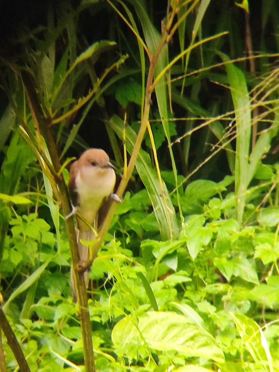 Black-billed Cuckoo - ML645132011