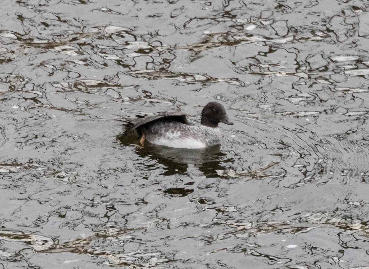 キタホオジロガモ - ML645132012