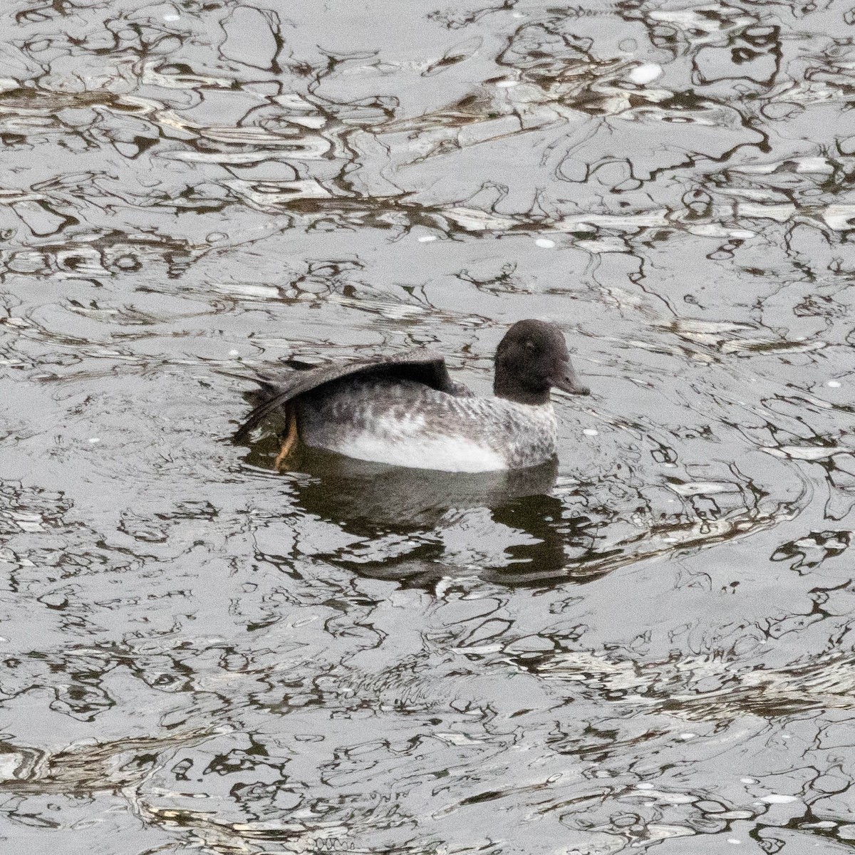 キタホオジロガモ - ML645132015