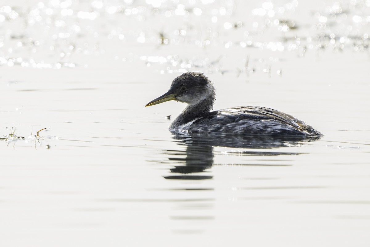 Red-necked Grebe - ML645132016