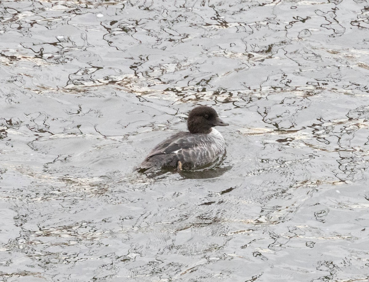 キタホオジロガモ - ML645132017