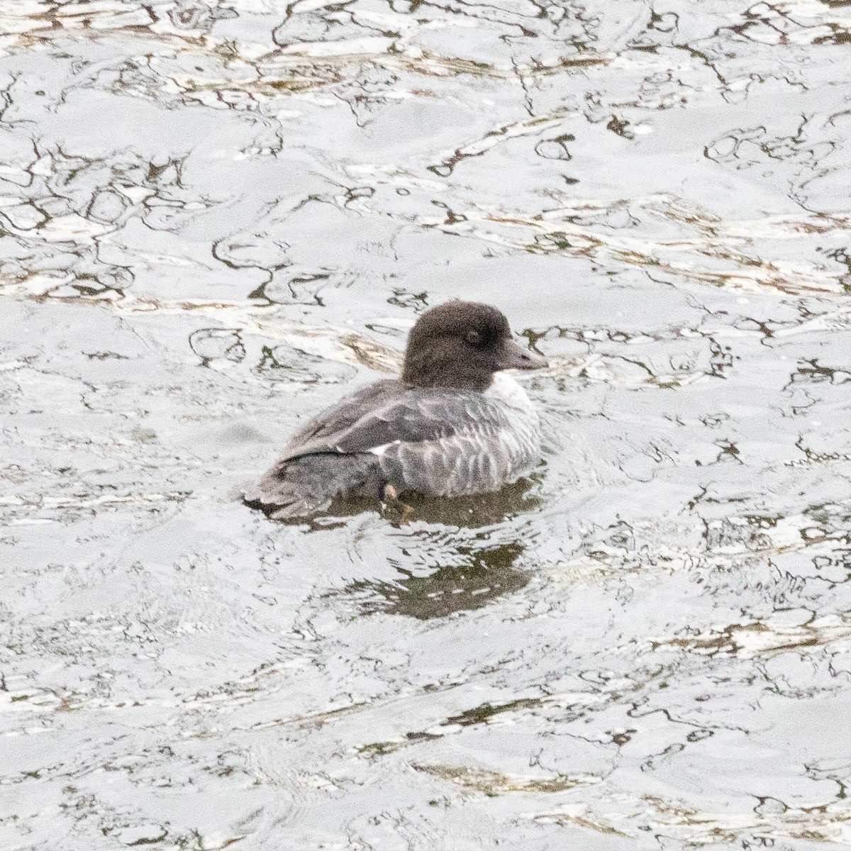 キタホオジロガモ - ML645132022