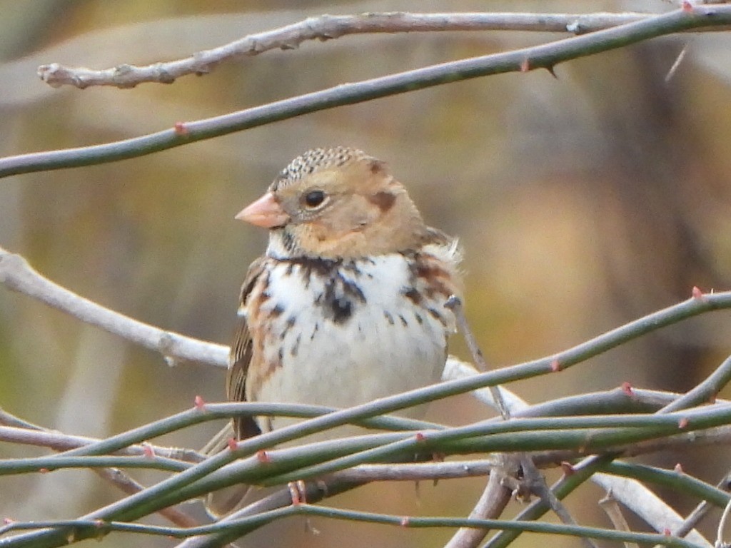Harris's Sparrow - ML645132029