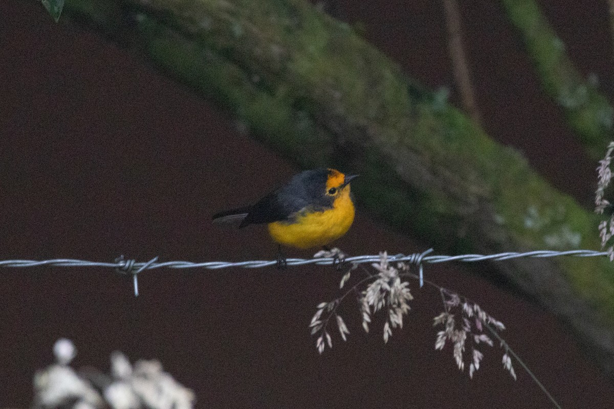 Süslü Ötleğen - ML645132032