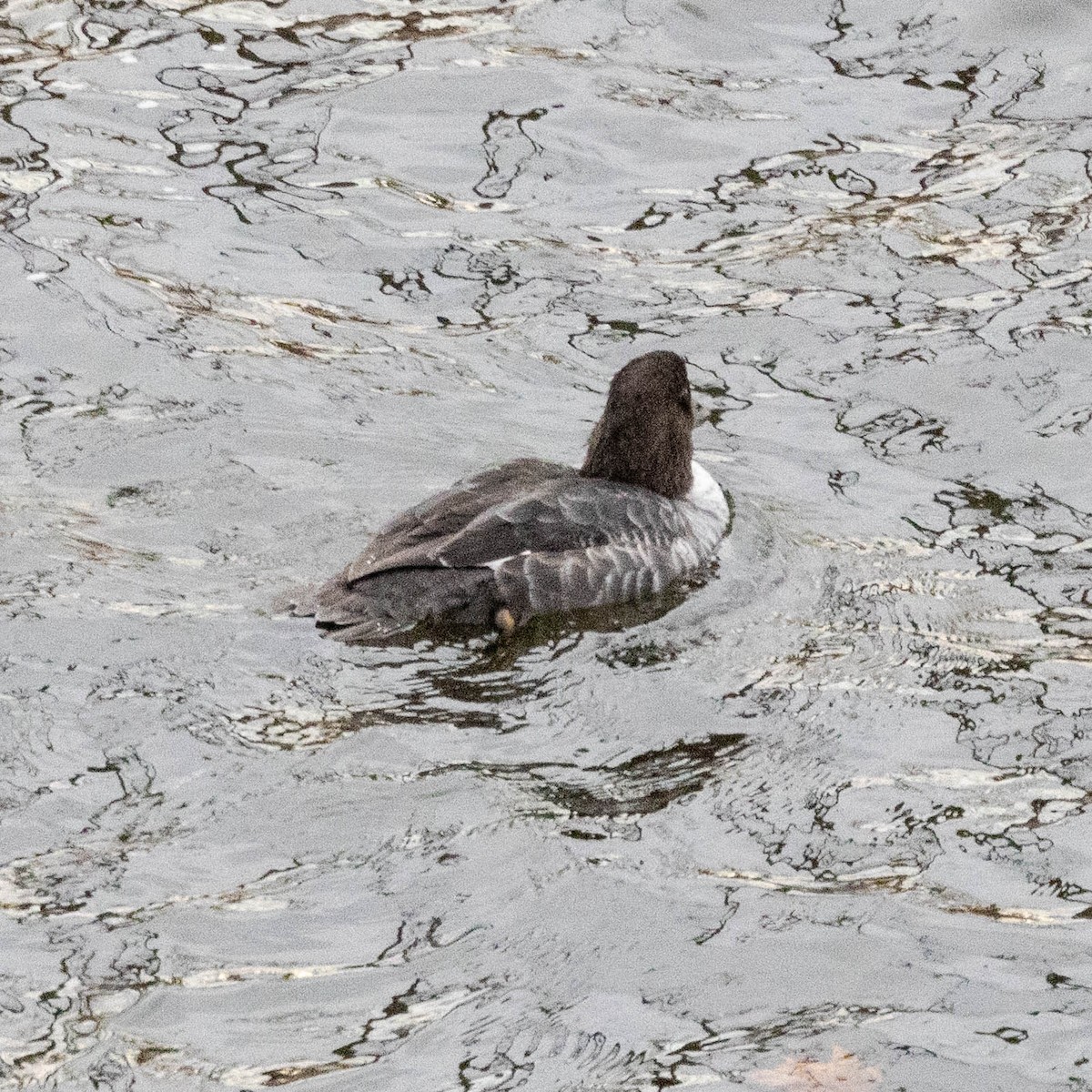 キタホオジロガモ - ML645132034