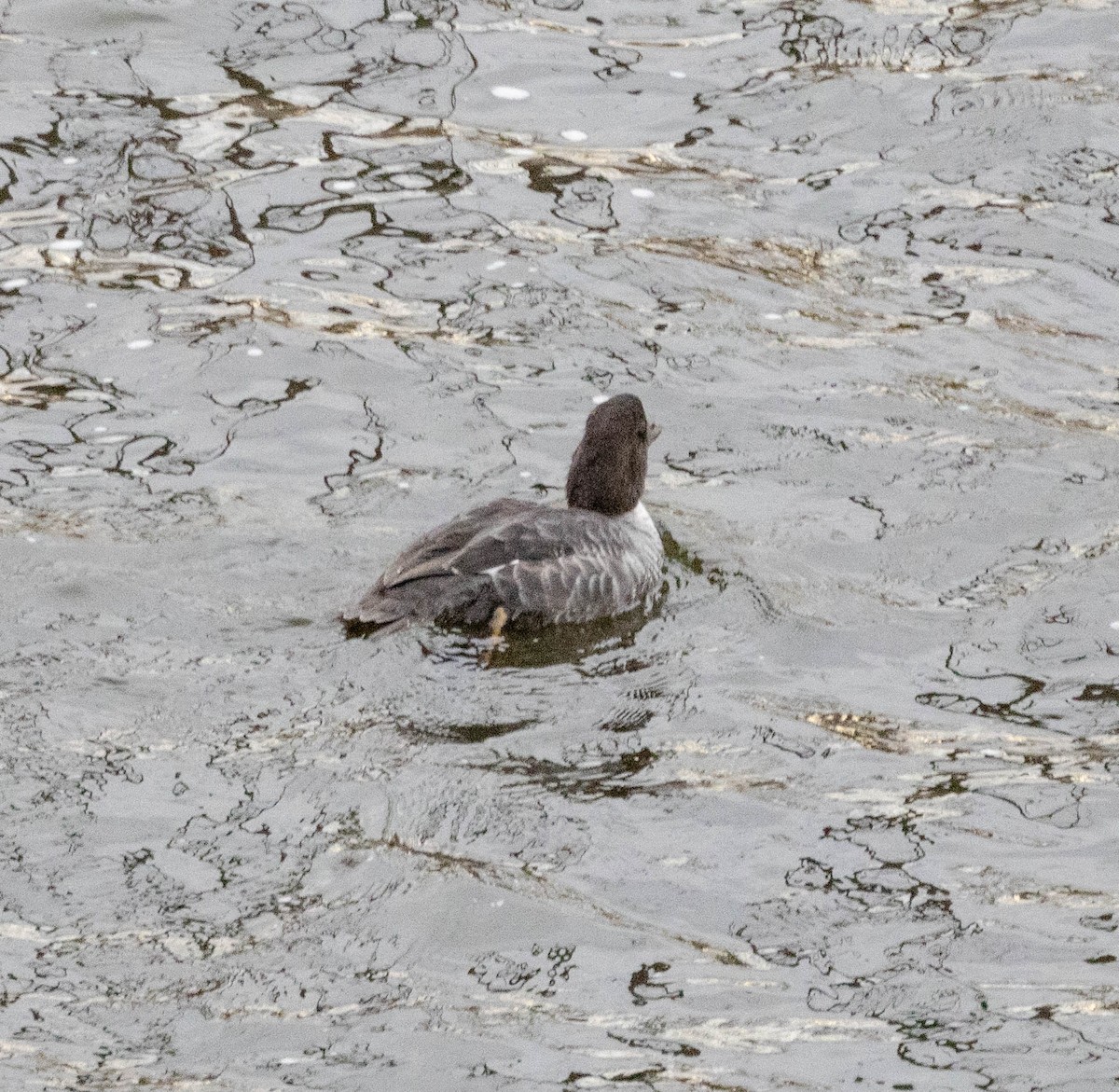 キタホオジロガモ - ML645132040