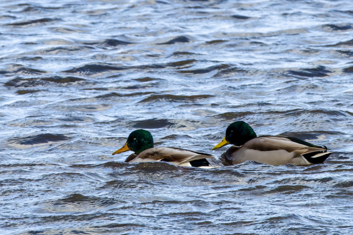 Mallard - ML645132045