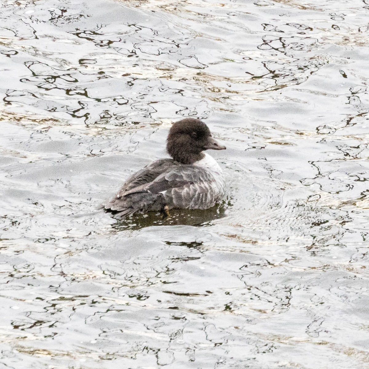 キタホオジロガモ - ML645132049