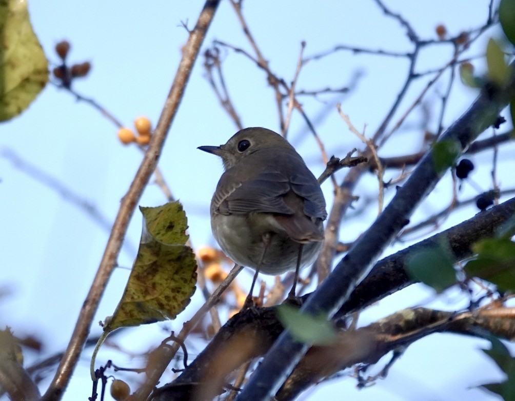 Hermit Thrush - ML645132051