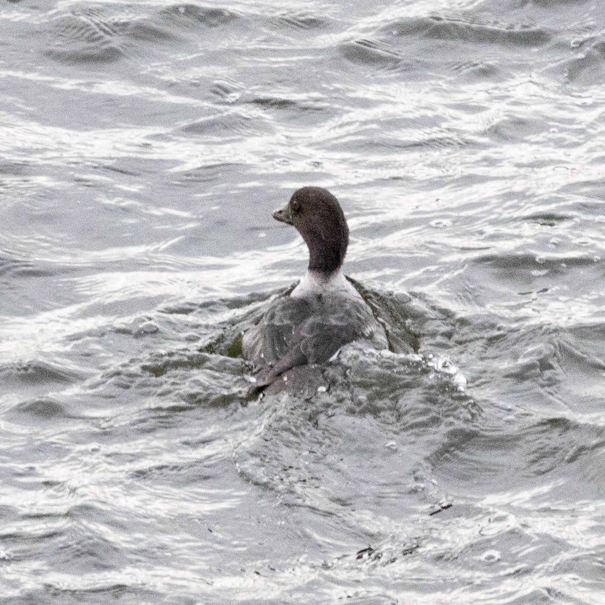 キタホオジロガモ - ML645132055