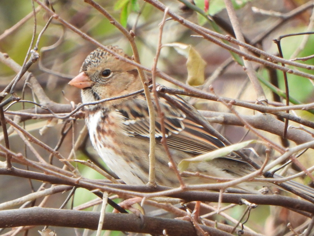 Harris's Sparrow - ML645132060