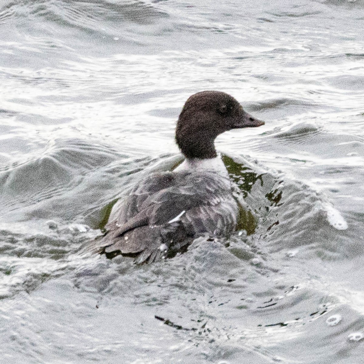 キタホオジロガモ - ML645132061