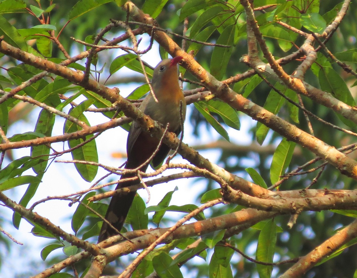 rødnebbmalkoha - ML645132062