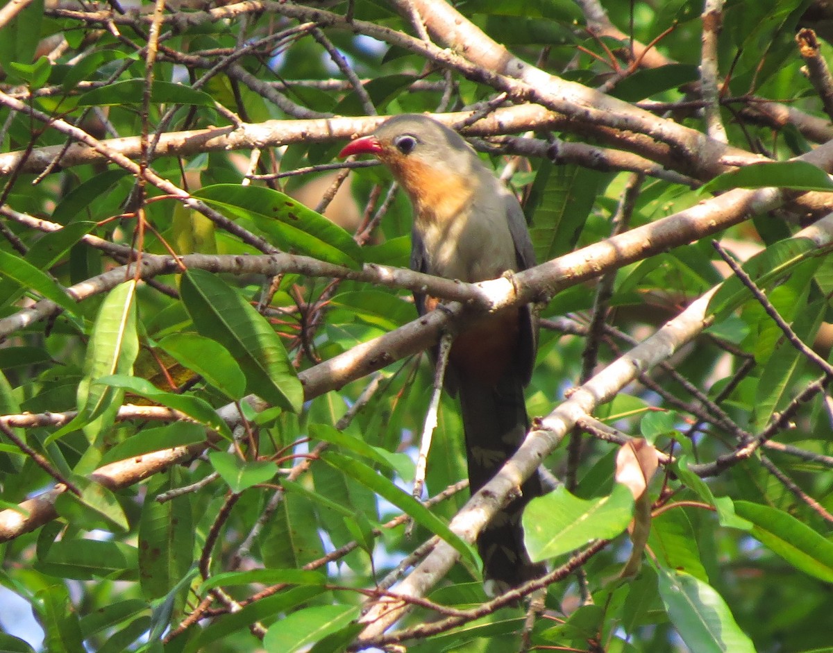 rødnebbmalkoha - ML645132063